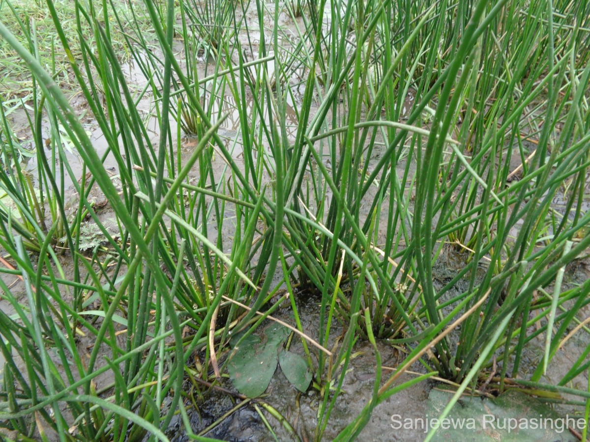 Schoenoplectiella articulata (L.) Lye